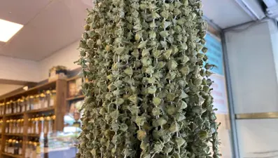 Kış aylarının favorisi: Fiyatı gram altınla yarışıyor