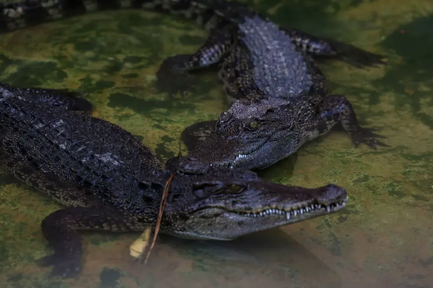 Tayland'da Timsah Çiftliği 3 yıl sonra yeniden açıldı​​​​​​​ 8