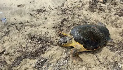 Edirne'de yaralı bulunan caretta caretta tedaviye alındı