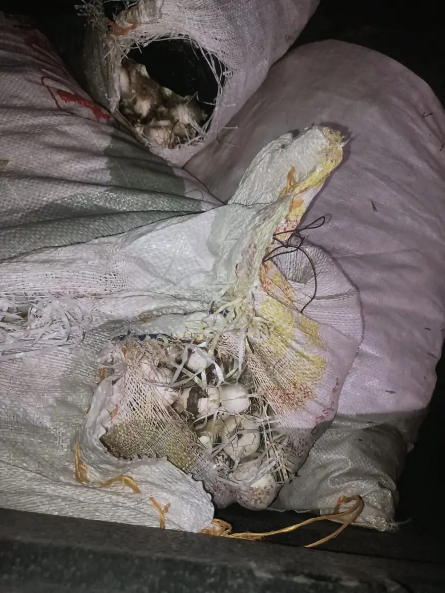 Doğada kendiliğinden yetişiyor: Tek tek topladı, 557 bin lira ceza kesildi 2 Doğada kendiliğinden yetişiyor: Tek tek topladı, 557 bin lira ceza kesildi 2