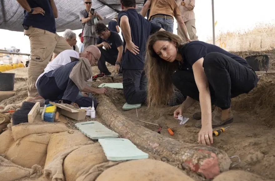 İsrail'de 500 bin yıllık devasa fildişi bulundu: 2,6 metre uzunluğunda ve150 kilo ağırlığında 7 İsrail'de 500 bin yıllık devasa fildişi bulundu: 2,6 metre uzunluğunda ve150 kilo ağırlığında 7