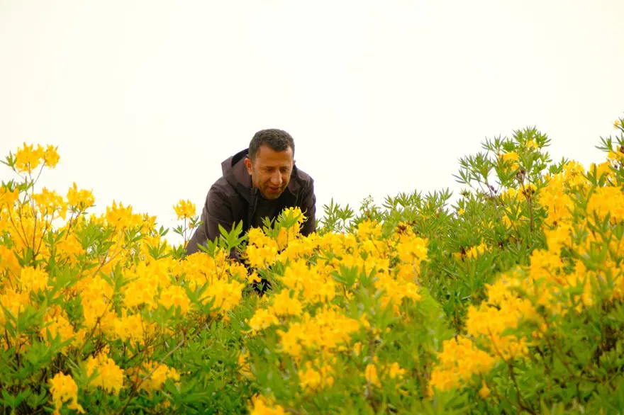 ''Sarı komar'' adıyla da biliniyor: Zigana Dağı'nı altın gibi süsledi 5 ''Sarı komar'' adıyla da biliniyor: Zigana Dağı'nı altın gibi süsledi 5