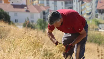Dağ yamaçlarından tek tek topluyor: 100 TL'den satıyor