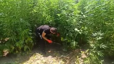 Dicle Nehri kıyısında 2 bin 26 kök Hint keneviri ele geçirildi