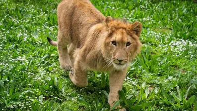 Kedi mamasıyla aslan beslemişler! Yavru aslan koruma altına alındı