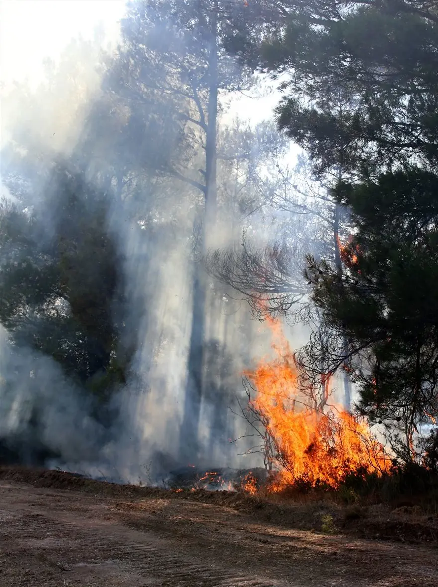 Çanakkale'deki orman yangını kontrol altına alındı 3