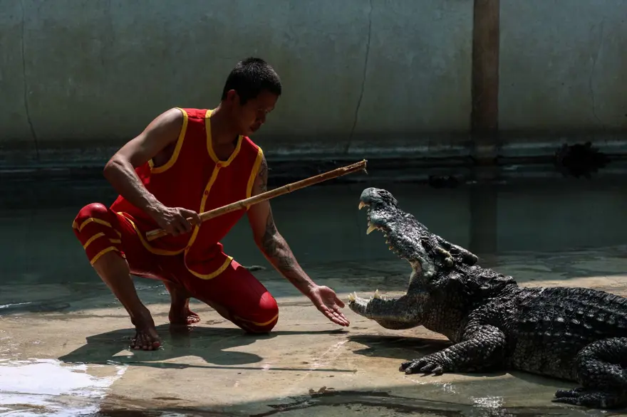 Tayland'da Timsah Çiftliği 3 yıl sonra yeniden açıldı​​​​​​​ 6