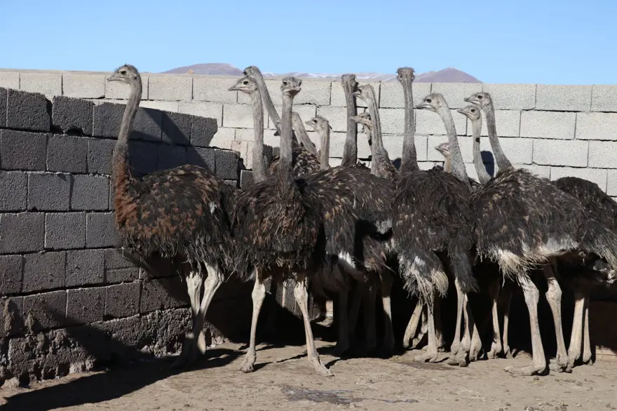 "Batarsın" dediler, kimseyi dinlemedi! 20 bin deve kuşu hedefliyor 4 "Batarsın" dediler, kimseyi dinlemedi! 20 bin deve kuşu hedefliyor 4