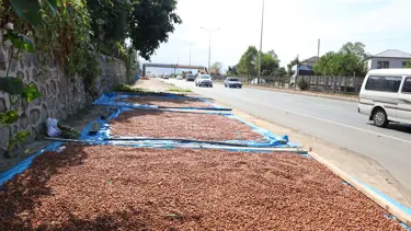 Kaldırımlarda fındık kurutma mesaisi