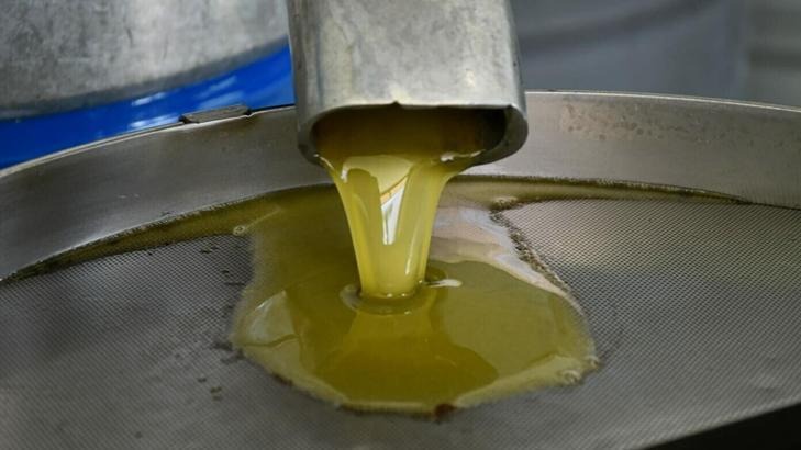 Memecik zeytininde ilk sıkım yapıldı