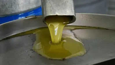 Memecik zeytininde ilk sıkım yapıldı