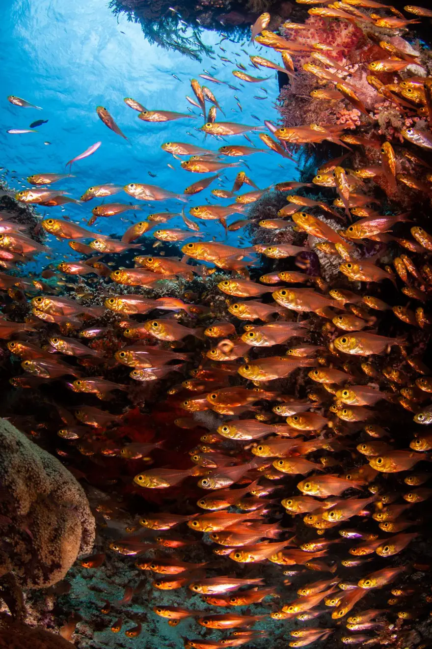 Dünyadaki son cennet: Endonezya Raja Ampat 3