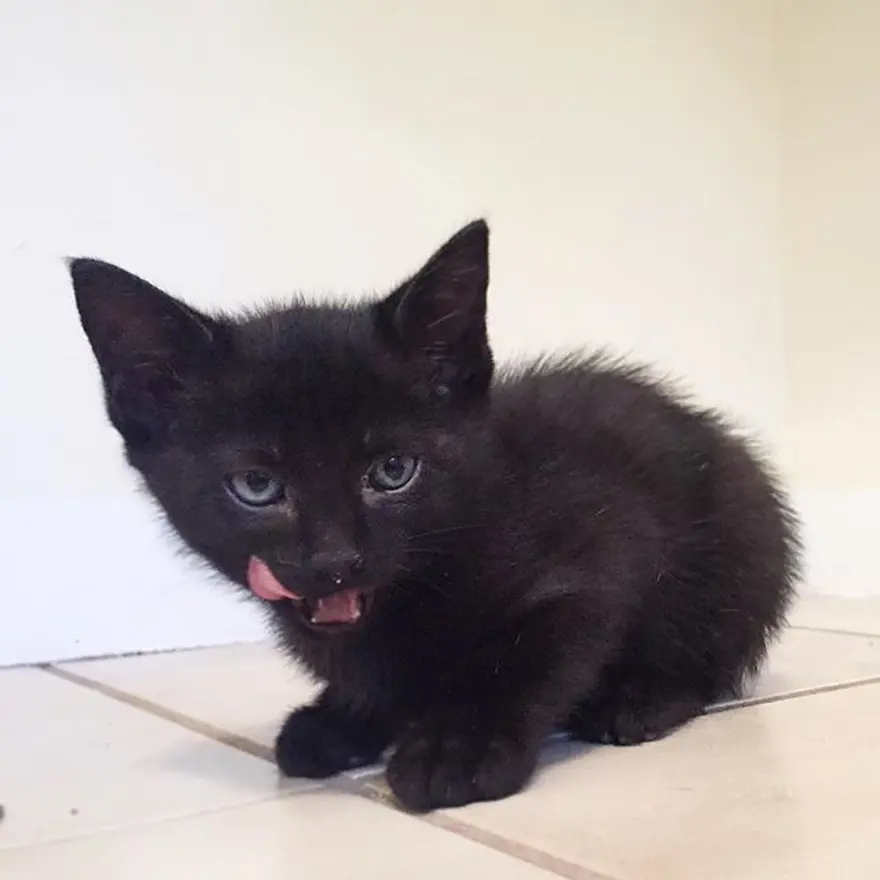 Hayatını kedileri kurtarmaya adadı 351