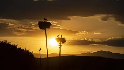 Tunceli'deki "Kuşçu" köyünün leylek sakinlerinin sayısı artıyor