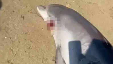 Yalova'da ölü yunus kıyıya vurdu