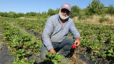 Çiftçinin yüzünü güldürdü: Kilosu 100 TL'den satışta