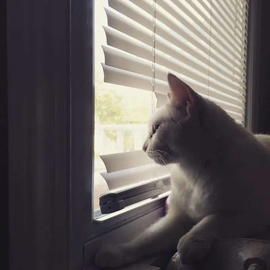 Hayatını kedileri kurtarmaya adadı 250