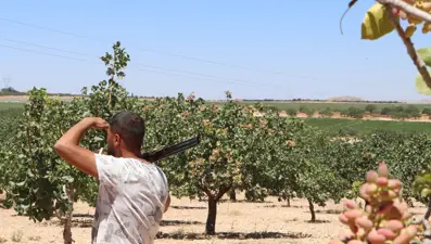 Antep fıstığı için silahlı nöbet | Günlük 1000 liraya bekçituttular