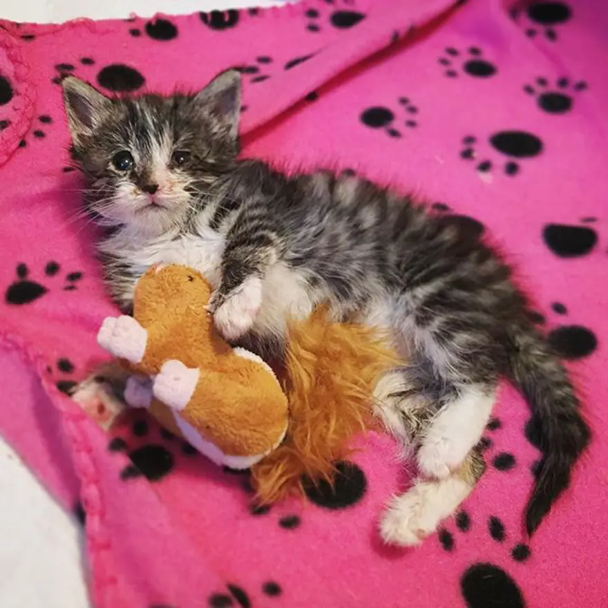 Hayatını kedileri kurtarmaya adadı 302