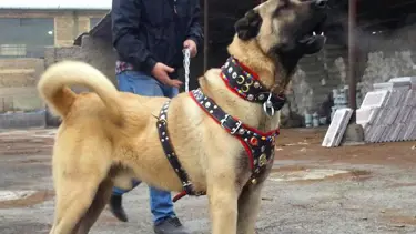 Arabasını sattı kangal aldı