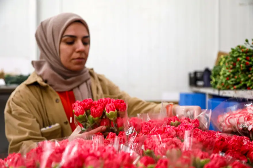 Sevgililer günü telaşı başladı: Antalya'dan 30 ülkeye çiçek ihracatı! En çok kırmızı karanfil satıldı 
