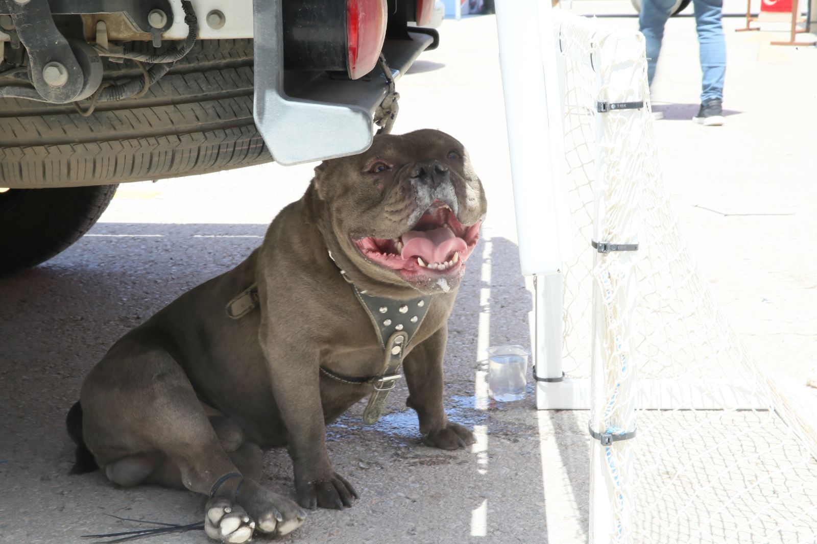 Malatya'da pitbull saldırısı