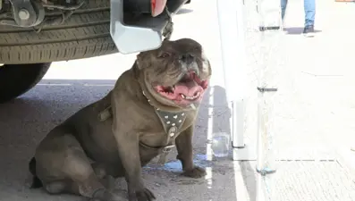 Malatya'da pitbull saldırısı