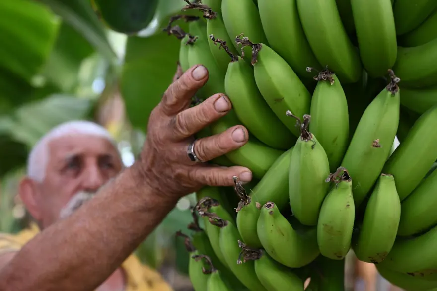 Mimardı, çiftçi oldu: 72 ton ürün alıyor, gözünü yurt dışına dikti 