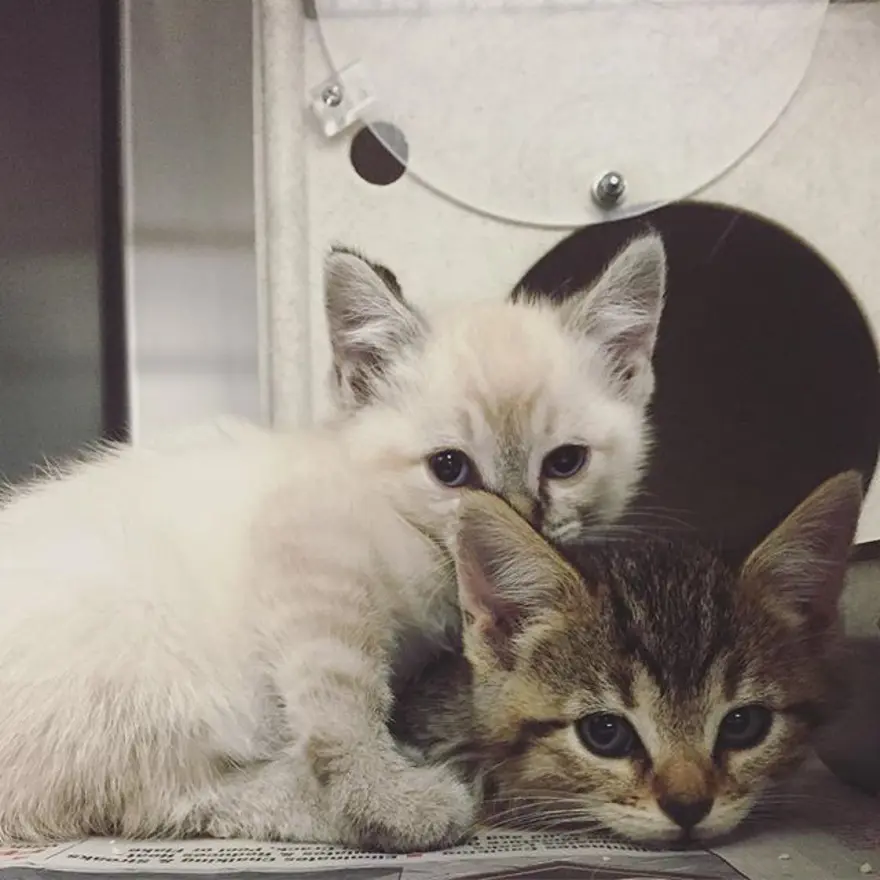 Hayatını kedileri kurtarmaya adadı 335