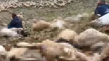 Tunceli’de sürüye yıldırım düştü; 200 küçükbaş öldü