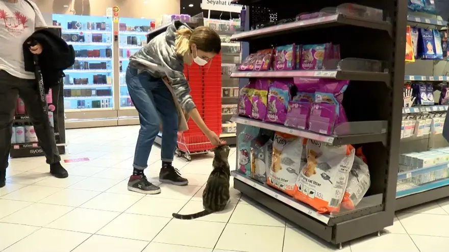 Zorla mama aldıran 'dilenci kedi' 