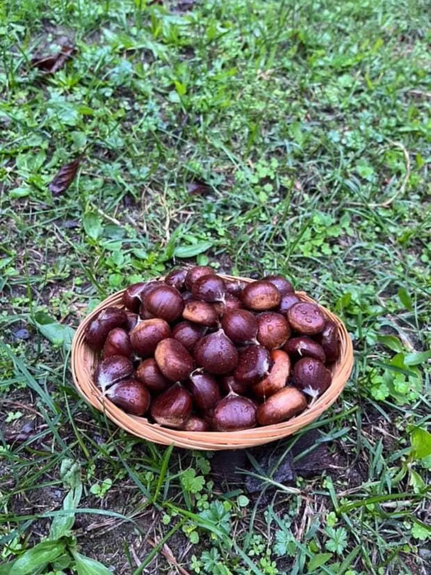 Erken saatte ormana akın ediyorlar: Sezon açıldı, tek tek elle toplanıyor 4