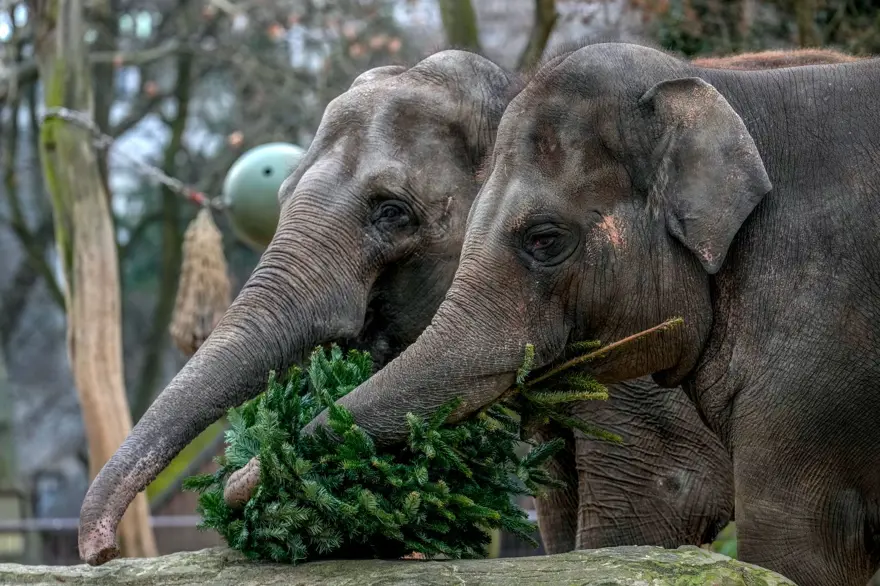 "ÇOK MUTLU OLUYORLAR" 2
