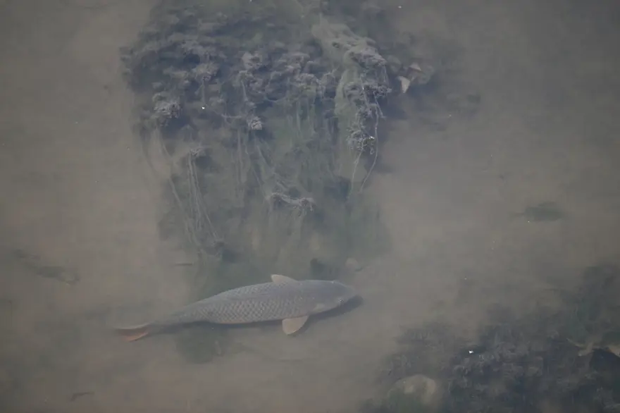Tunca Nehri'nin dibi göründü 2 Tunca Nehri'nin dibi göründü 2