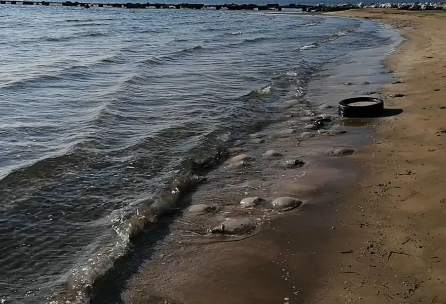 Sahile ölüdenizanaları vurdu, uzmanlar uyardı: Dokunmayın 