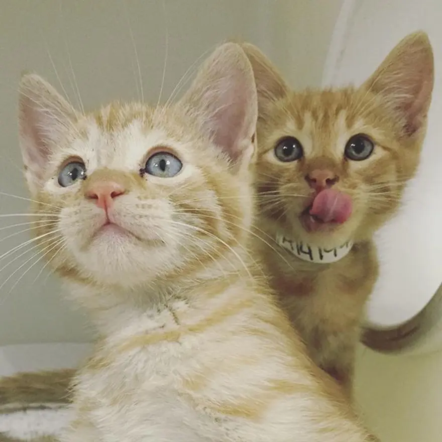 Hayatını kedileri kurtarmaya adadı 334