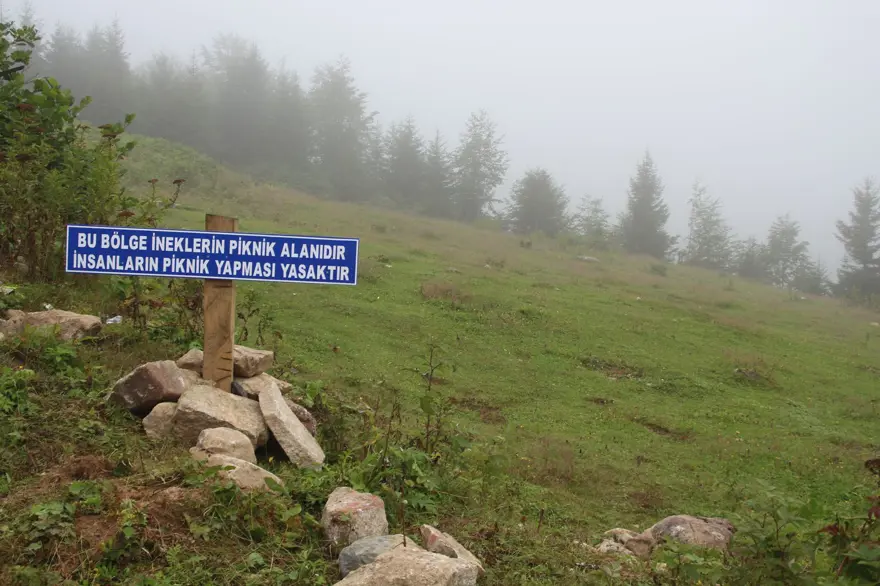 Yaylaya çöp bırakan piknikçilere tabelalı uyarı: Bu bölge ineklerin piknik alanıdır 
