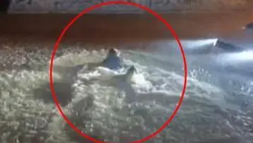 Sağanakta göle dönen sokakta böyle yüzdü
