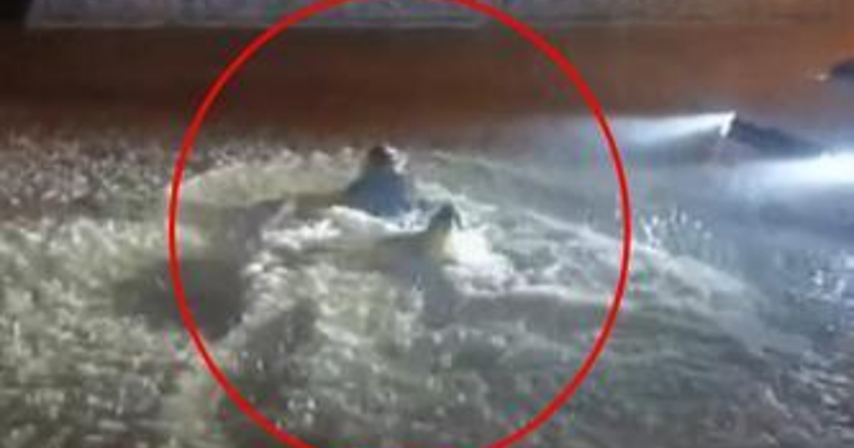 Sağanakta göle dönen sokakta böyle yüzdü