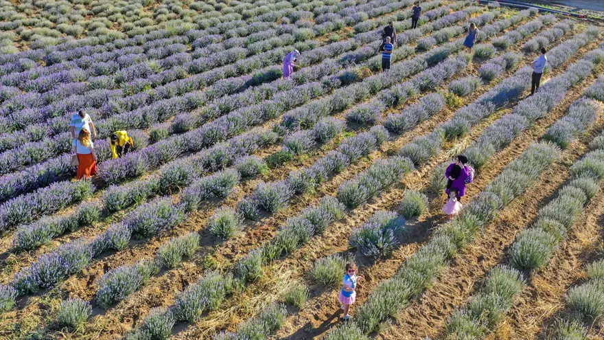 Diyarbakır'ın yeni cazibe merkezi: Lavanta bahçeleri 