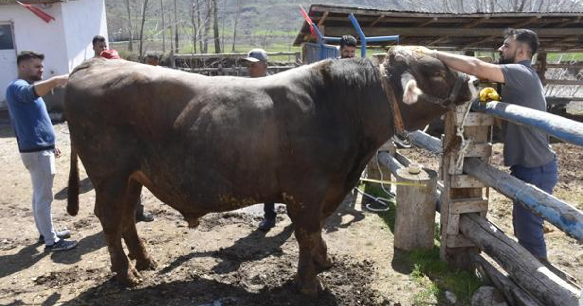 Besi çiftliğinin gözdesi tam 1 ton 180 kilo ağırlığında