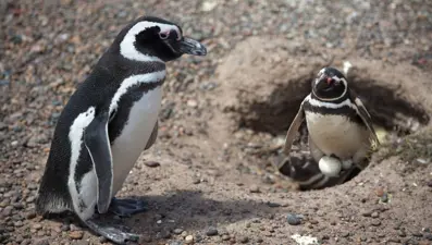 Eşcinsel penguenler Elma ve Lima çocuk sahibi oldu
