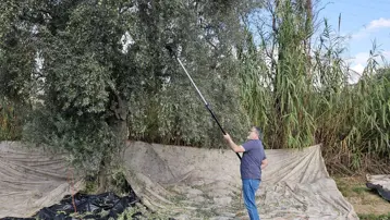 Hasat dönemi başladı: "Şifa niyetine tüketilmesi gereken bir gıda"