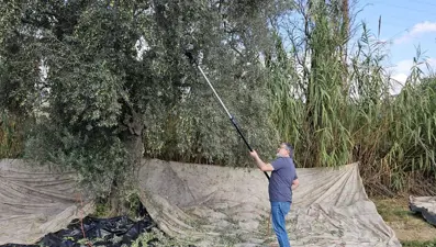 Hasat dönemi başladı: "Şifa niyetine tüketilmesi gereken bir gıda"