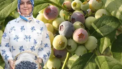 Doğadaki en güçlü antioksidan! Yüksek asitli topraklarda yetişiyor, 19 farklı çeşidi var