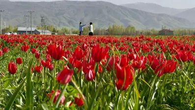 Muş Ovası, lalelerle kırmızıya büründü