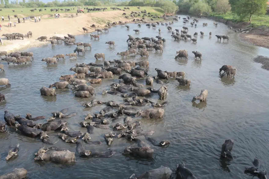 Afrika Serengeti Parkı değil Balıkesir Ovası 3