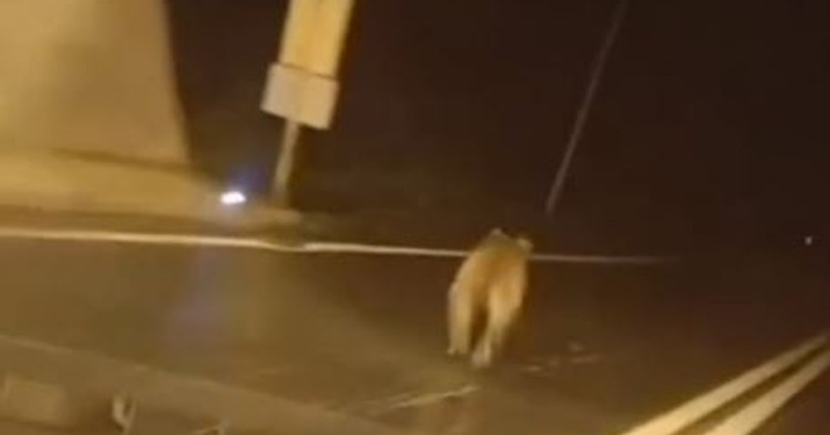 Giresun'da ilginç olay: Tünele ayı girdi