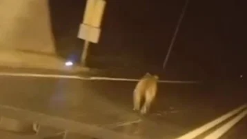 Giresun'da ilginç olay: Tünele ayı girdi