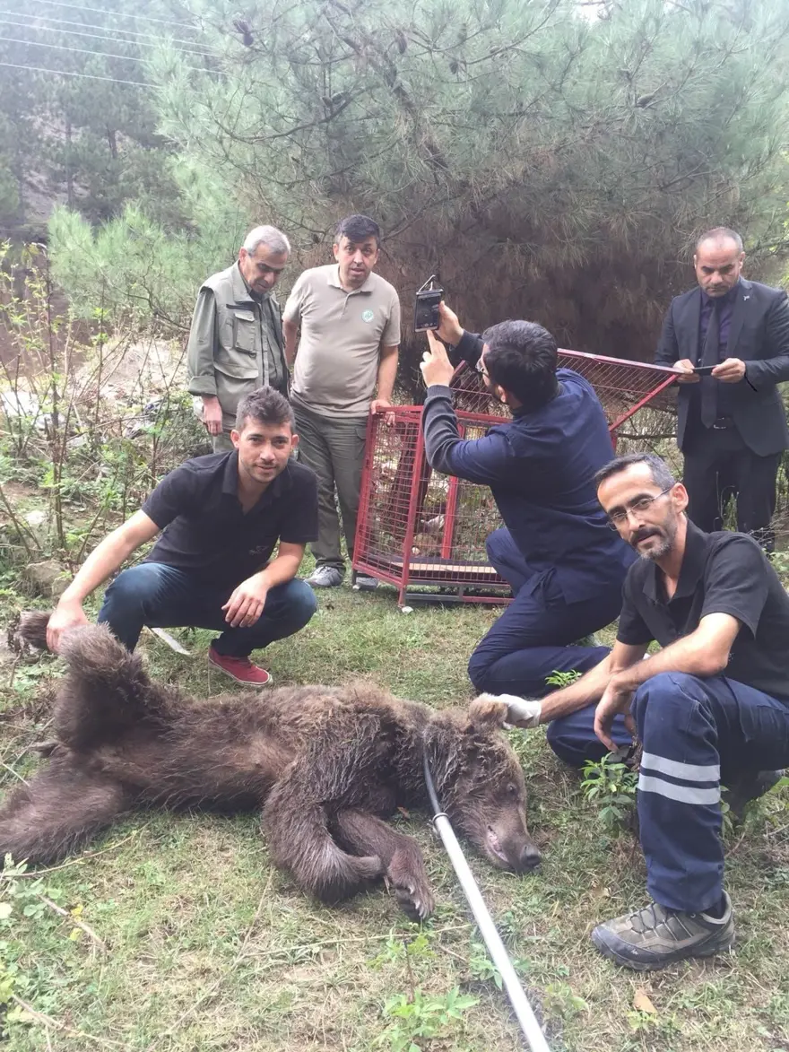 Ormanda çalışan işçilere ayı saldırdı 6